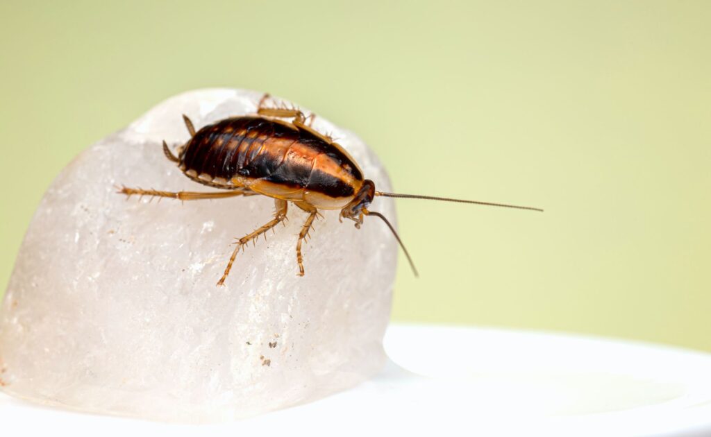 how to keep cockroaches away at nights