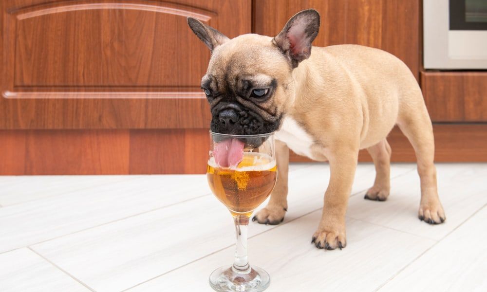 how much alcohol will kill a dog