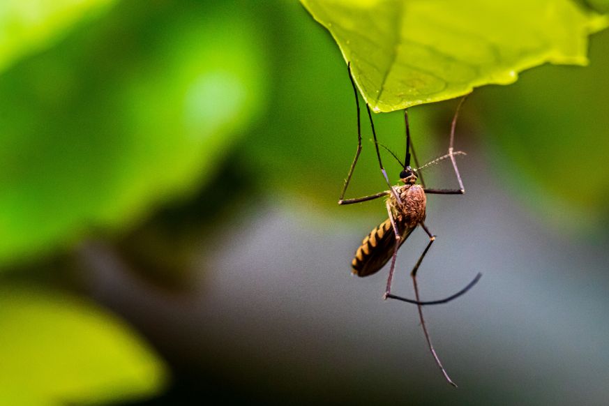 What is the Lifespan of a Mosquito?