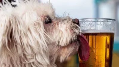 How Much Alcohol Will Kill a Dog