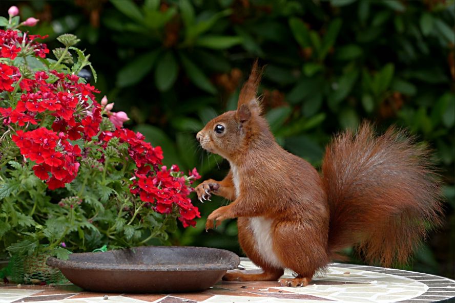 What is the Lifespan of a Squirrel? You May Not Know