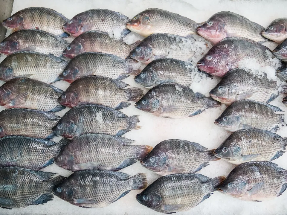 How Long Can Tilapia Stay in the Fridge? Things To Know